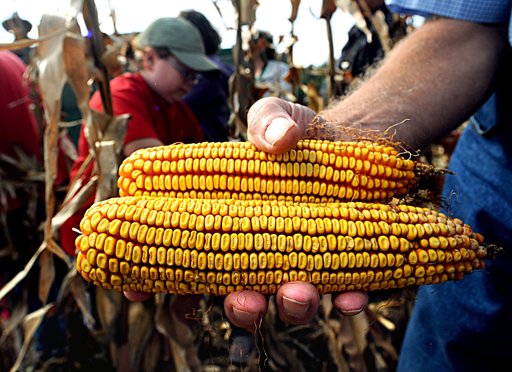 37 Objects ear of corn